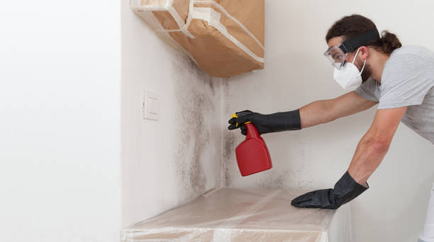 Professional Mold Cleanup technician working in Manchester, MI