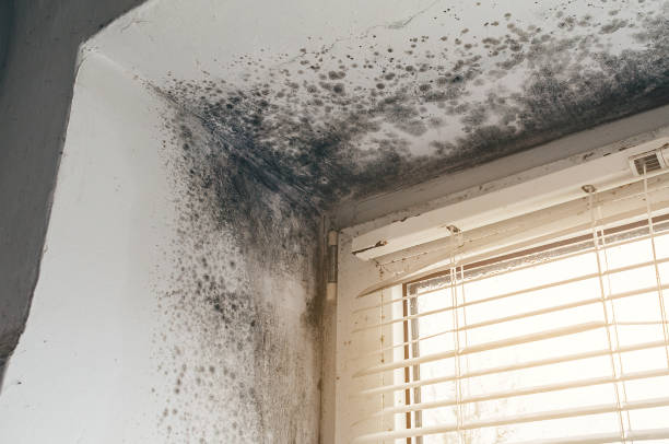 Affordable Mold Cleanup solutions in Manchester, MI